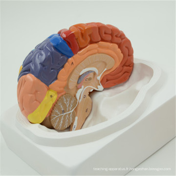 Modèle du tronc cérébral ultraléger